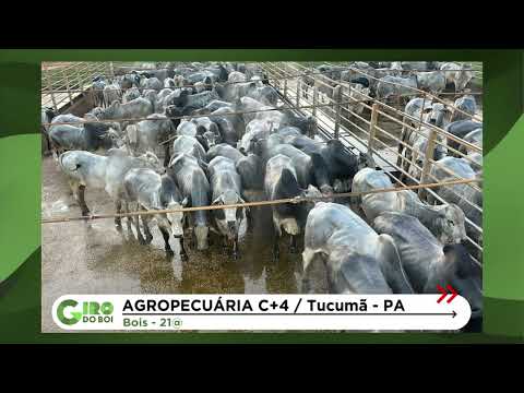 MESMO NA SECA, GADÃO SURPREENDE COM 21@ EM TERMINAÇÃO A PASTO NO PARÁ