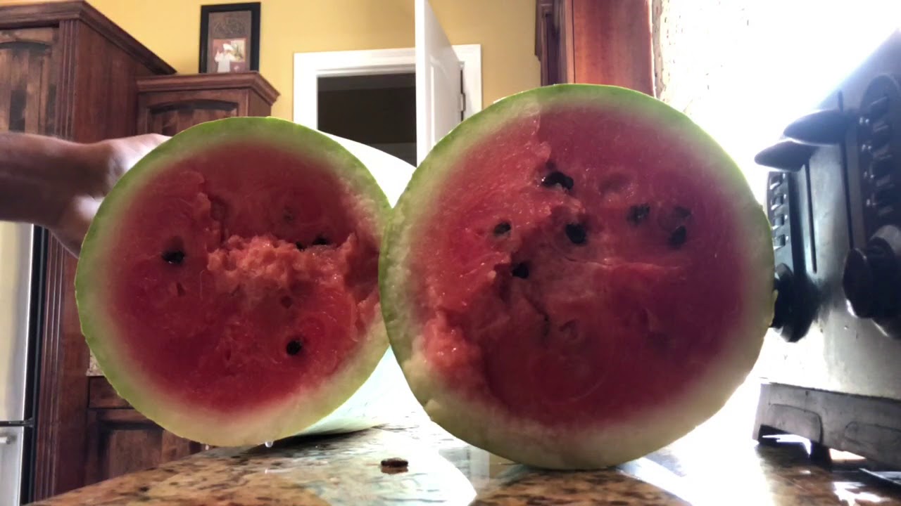 29 Pound Charleston Grey Watermelon! Ripening Signs! YouTube