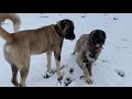 YAYLAYA YOĞUN KAR  ❄️(keçilerimi doyurma mücadelesideyim)köpeklerin kar sevinci