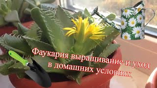 Фаукария выращивание и уход в домашних условиях