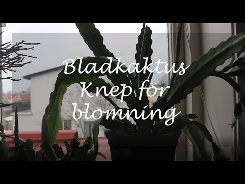 Video: Skillnad Mellan Blomma Och Blomning