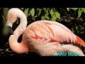 Plameniak čilský -  Phoenicopterus chilensis