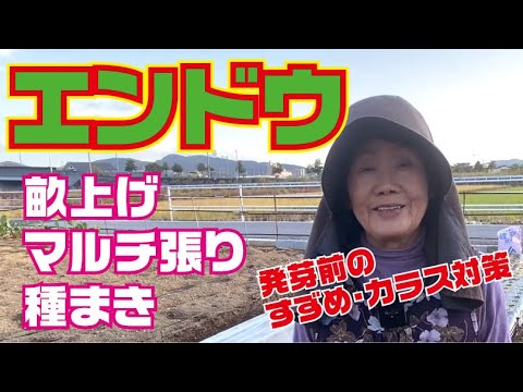 ミィ①★5kgうすいえんどう　露地栽培 ミィ①☆5kgうすいえんどう 露地栽培 和歌山県産 低農薬 露地栽培