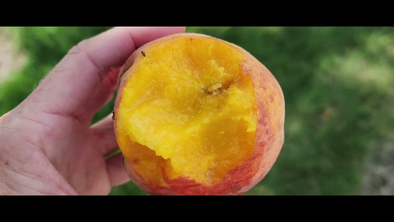 Peaches Onions and Cherry Tomatoes. July 27, 2025