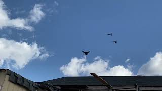 حمام لوت بصراويات في اميركا