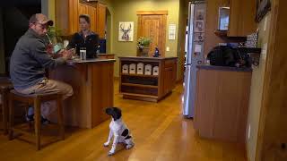 How To Train Your Puppy House Manners in the Kitchen   Upland Bird Dog Training