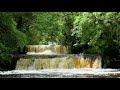 Relaxing Forest Waterfall Nature Sounds for Sleeping, Meditation, Study - Calm Birds Chirping Sound