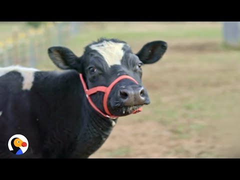Video Moose Noose Toddler Safety Harness Cut-Proof