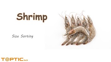 Shrimp Size Sorting -"Seafood Chapter 04"