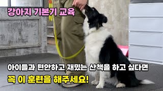 기본기 교육| 아이들과 재밌고 편안한 산책을 위해서라면 이 훈련을 꼭 필요합니다