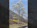 김용빈 나 아직도 (ft.목련의 계절이오다)