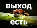 УНИЧТОЖИТЬ тандем ТЛИ и МУРАВЬЁВ ЛЕГКО! Простые правила!