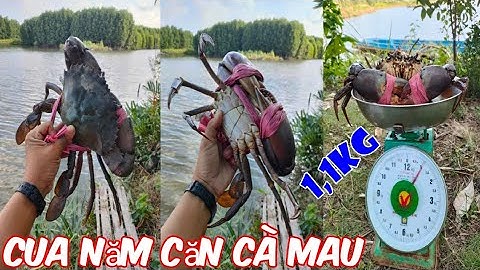 Lần đầu bắt được cua khủng nặng đến 1,1 kg trong vuông tôm Năm Căn Cà Mau