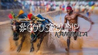 Banglore Kambala Festival 2023  Bull  Running Race #Trending #Bangalore #Mangalore #Bull #Pets