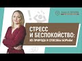 Стресс и беспокойство: их природа и способы борьбы с ними | Наталья Малахова