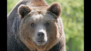 видео: Самые захватывающие истории про медведей, которые были опубликованы за год. Интересные истории. картинка: Самые захватывающие истории про медведей, которые были опубликованы за год. Интересные истории.