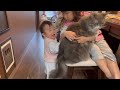 子供に気を許すようになった猫　ノルウェージャンフォレストキャット　A cat that has become tolerant of children