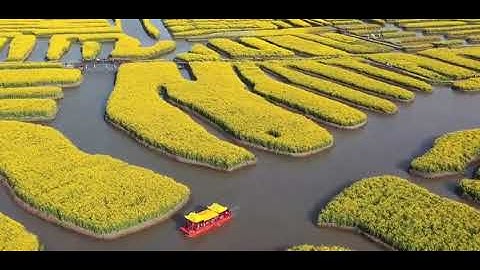 Cánh đồng hoa cải dầu bạt ngàn vàng ươm tại Tứ Hồng (Giang Tô) - Trung Quốc