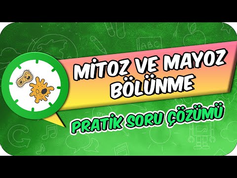 Mitoz ve Mayoz Bölünme | 7. Sınıf Pratik Soru Çözümü