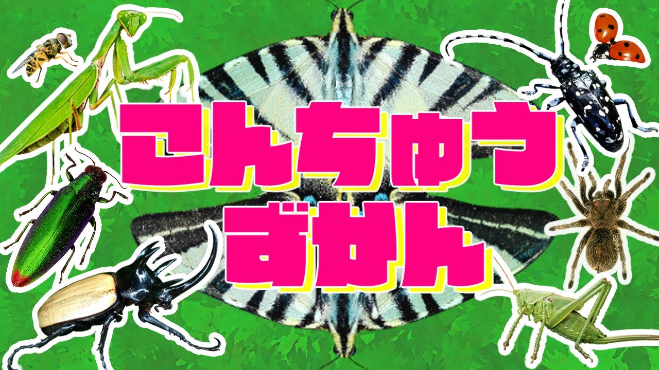 【いきもの写真図鑑】昆虫図鑑★昆虫と虫がたくさん！昆虫の名前覚えちゃおう♪写真とひらがな