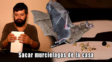 ¿Cómo se saca a un murciélago de casa por la noche?