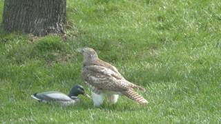 Hawk perplexed over duck