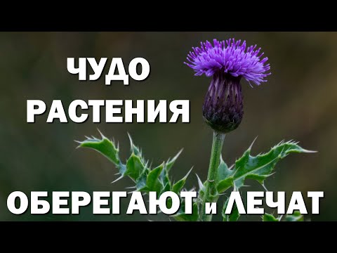 Видео: Самодостатъчен еко-град на бъдещето, заобиколен от дървета и растения