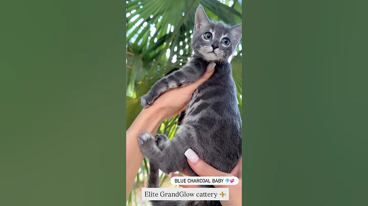 Video 11587091: bengalcat bengals kittens, bengal cattery kitten, bengal kitty