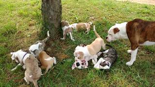 Alapaha Blue Blood Bulldog Puppies 8 weeks old, Dogs, Playing & Socializing with Chickens.