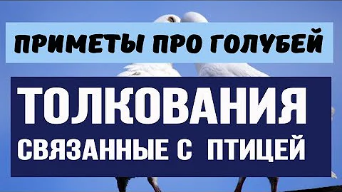 Голубь стучит в окно или  принёс в клюве травинку.  О чём предупреждают птицы.  #Берегиня