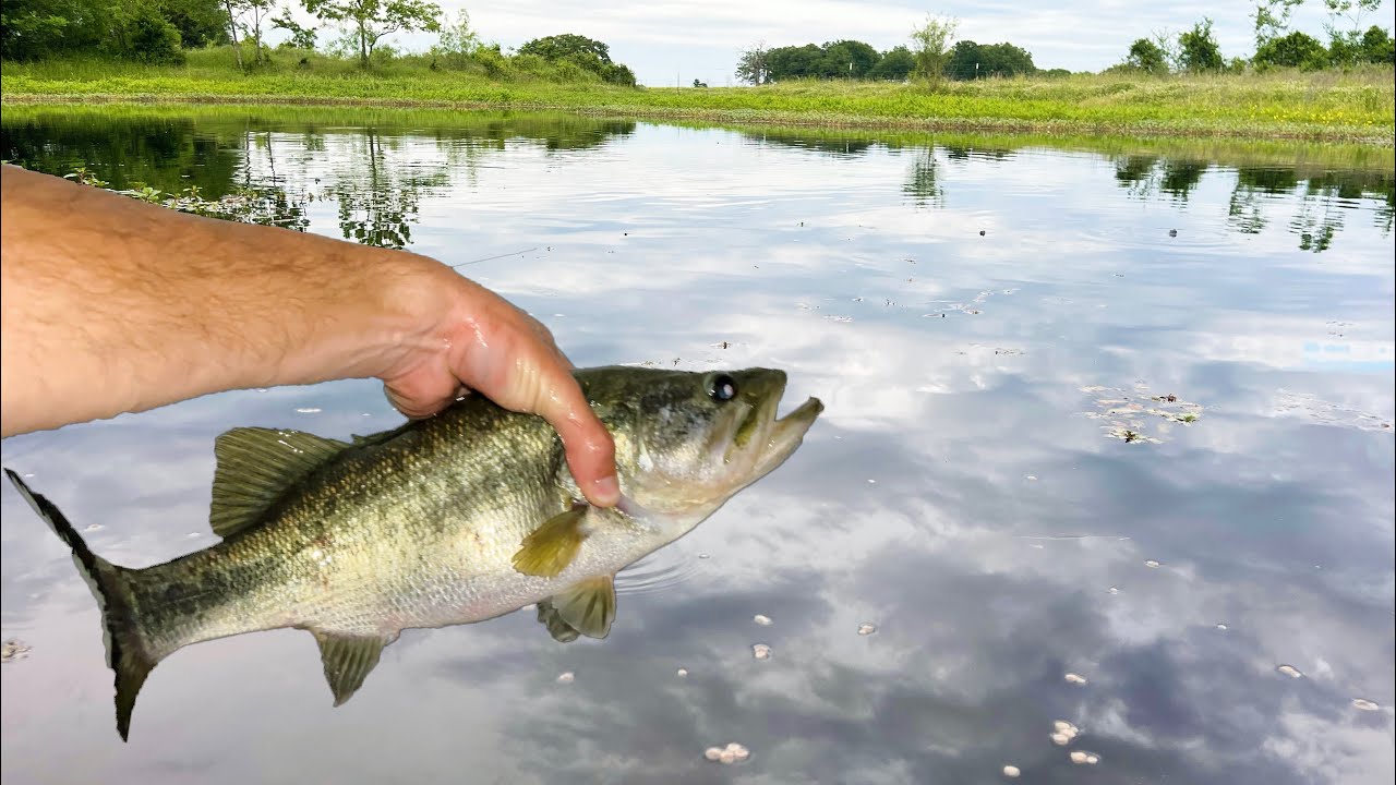 Relocating Big Bass to the New Pond! 