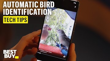 Smart Features of the Bird Buddy Smart Feeder with Solar Roof – Tech Tips from Best Buy