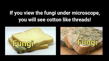Class 7th - Chapter 1 -  Subtopic: Saprotrophs