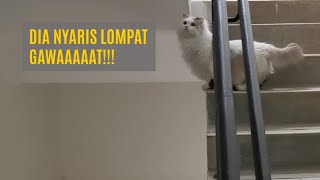 Eksplorasi LEON | Kucing di Tangga Darurat