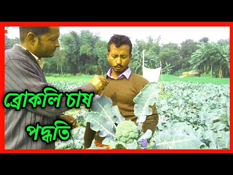 ভিডিও: ব্রকলি ফুল কি ভোজ্য?