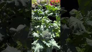 Container Gardening for beginners and small spaces.