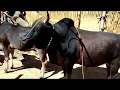 To Meeting Cow Power Rural!  my village Back cow power | The smart team matting summer at home