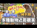 近距觀賞草泥馬、狐狸、浣熊等幾十種動物,能與火雞交流的女士,天竺鼠是豬?台中山豬別館,門票才100元【瘋寵Vlog.ep1】