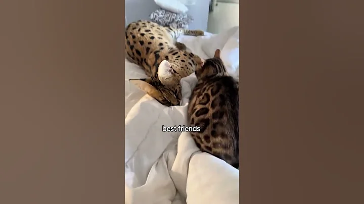 Video 10058221: cat servals kitten animals, bengalcat cat kitten, bengalcat cat love