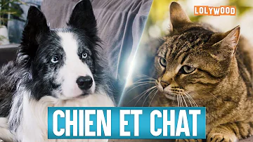 Quelle Race De Chat Se Rapproche Du Chien Quelle Race De Chat Se Rapproche Du Chien