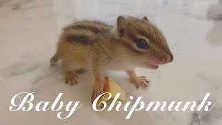 【シマリス】赤ちゃんシマリスの一日/Baby Chipmunk's Day