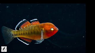 Empire Gudgeon | Fish Species Profile