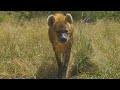 Why Do Hyenas Get So Much Hate? | The Lion Whisperer