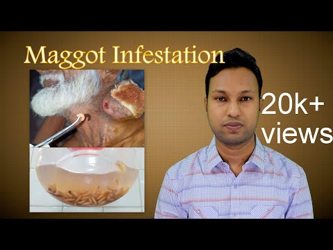 Myiasis or Maggot Infestation: Who are vulnerable? How to deal?