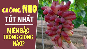 Những giống nho tốt nhất, ngon nhất hiện nay | Trồng giống nho nào ở miền bắc | Cây nho | Nho hạ đen