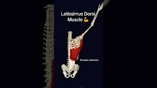 Latissimus dorsi #muscle #anatomy