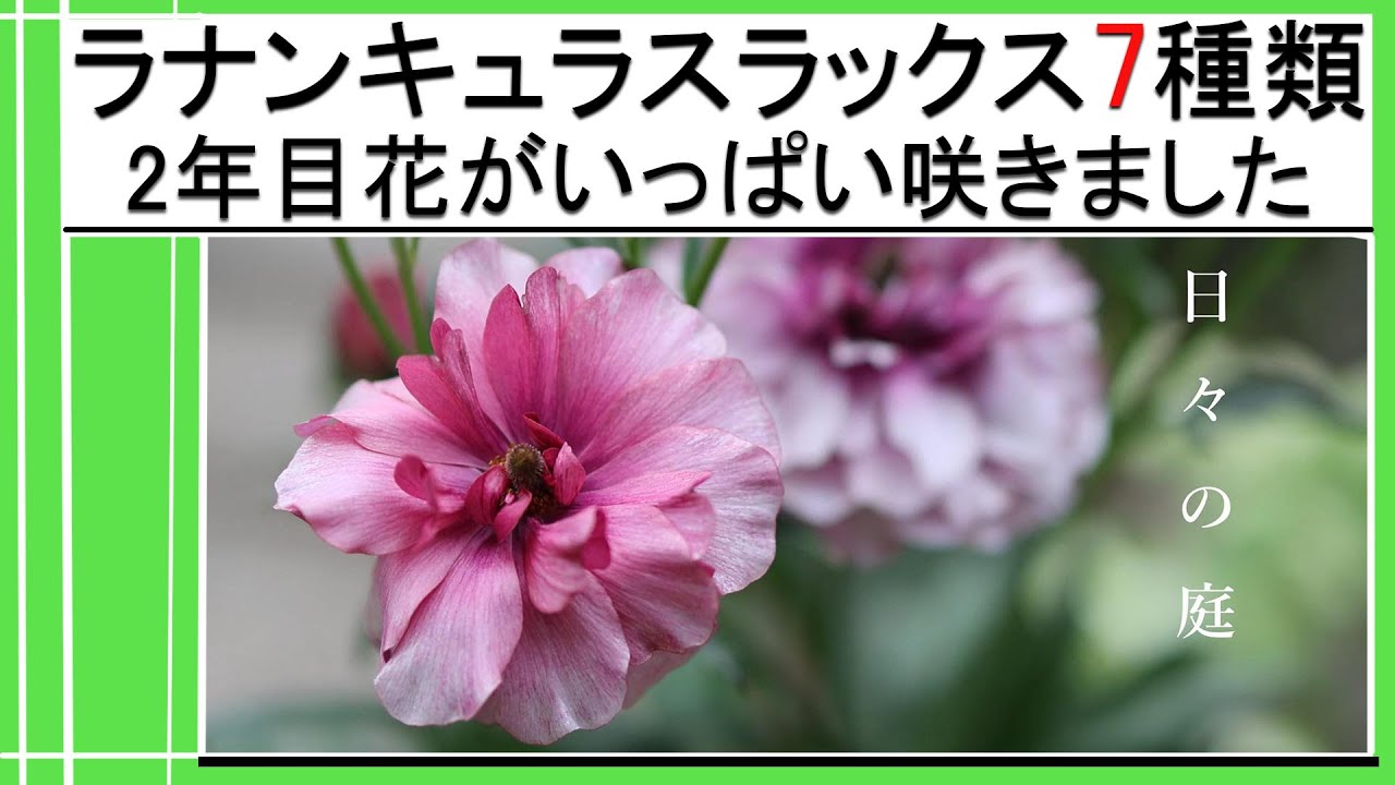 ガーデニング】ラナンキュラスラックス大きくなり花も沢山咲きました