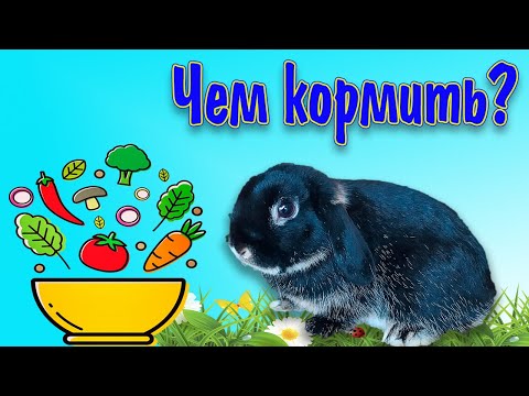 Питание декоративных кроликов, чем кормить кролика