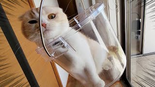 猫がバケツから出てくれないのでそのまま振り回したらこうなりました...