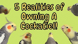 5 Cockatiel Realities! | TheParrotTeacher